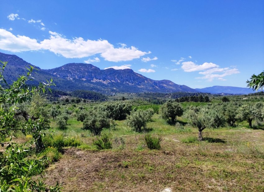 Reventa - Parcela / Terreno - Benimassot