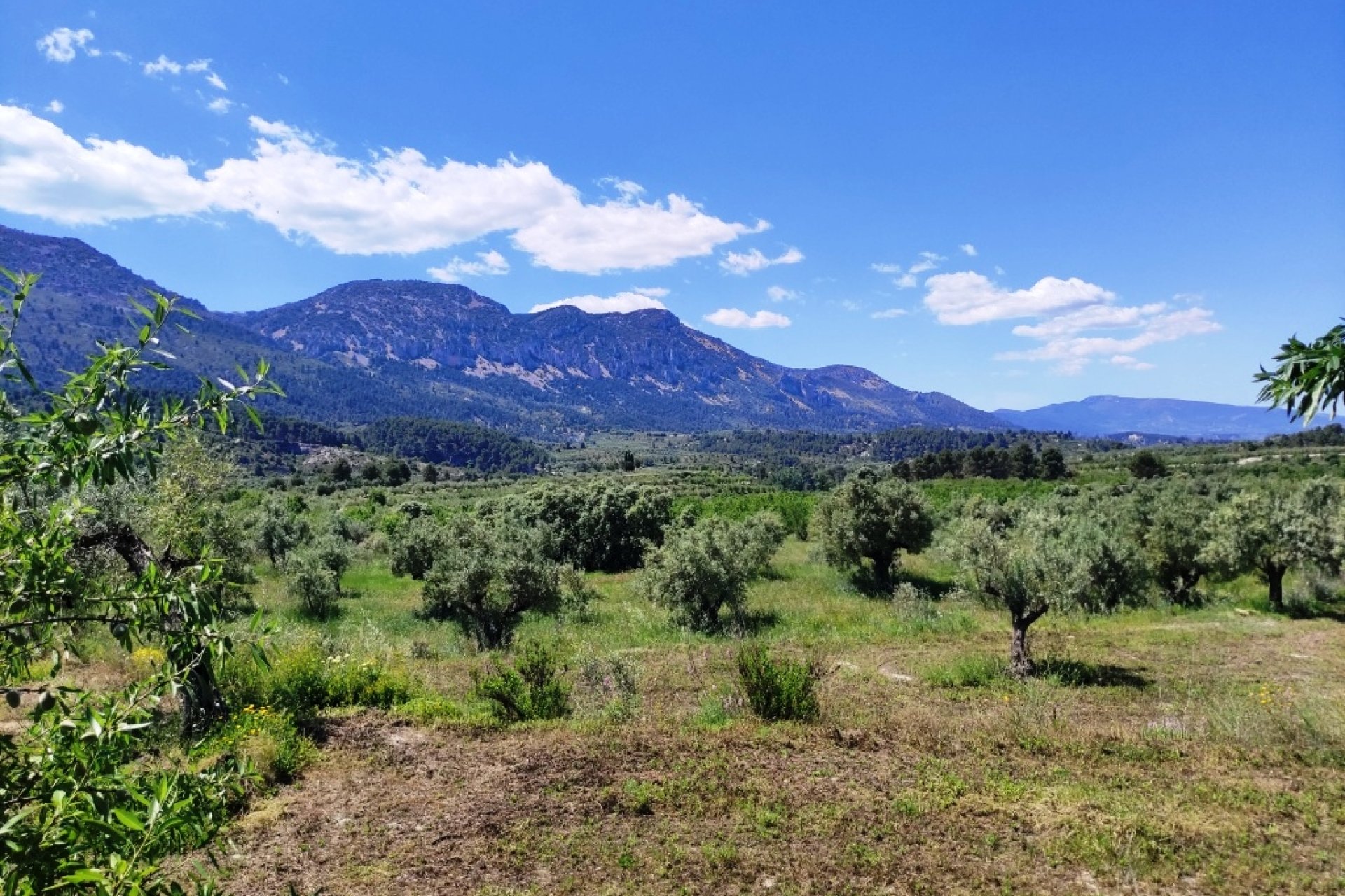 Reventa - Parcela / Terreno - Benimassot