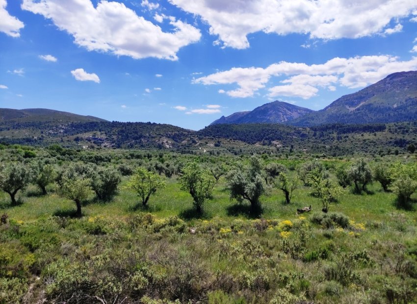 Reventa - Parcela / Terreno - Benimassot