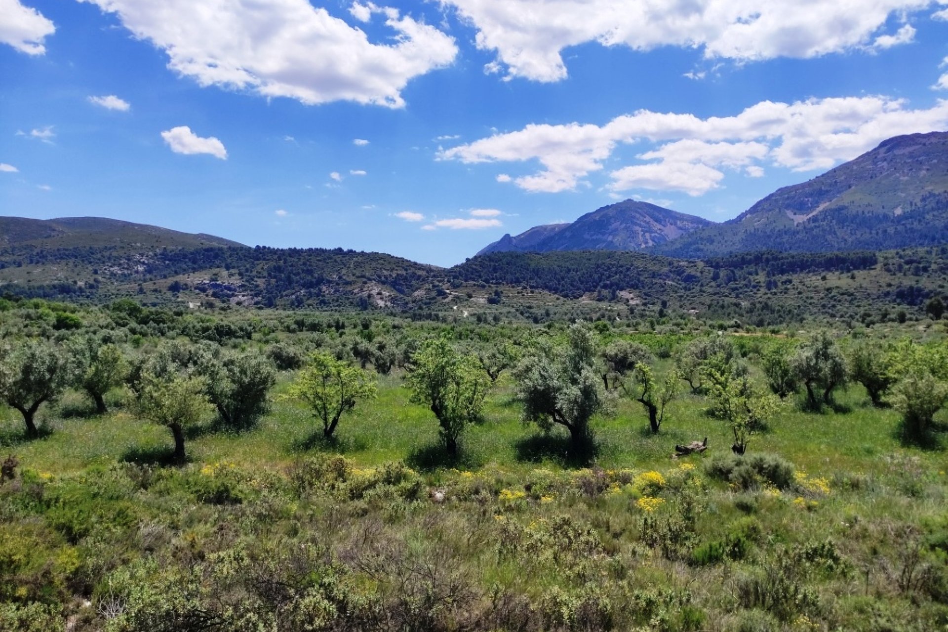 Reventa - Parcela / Terreno - Benimassot
