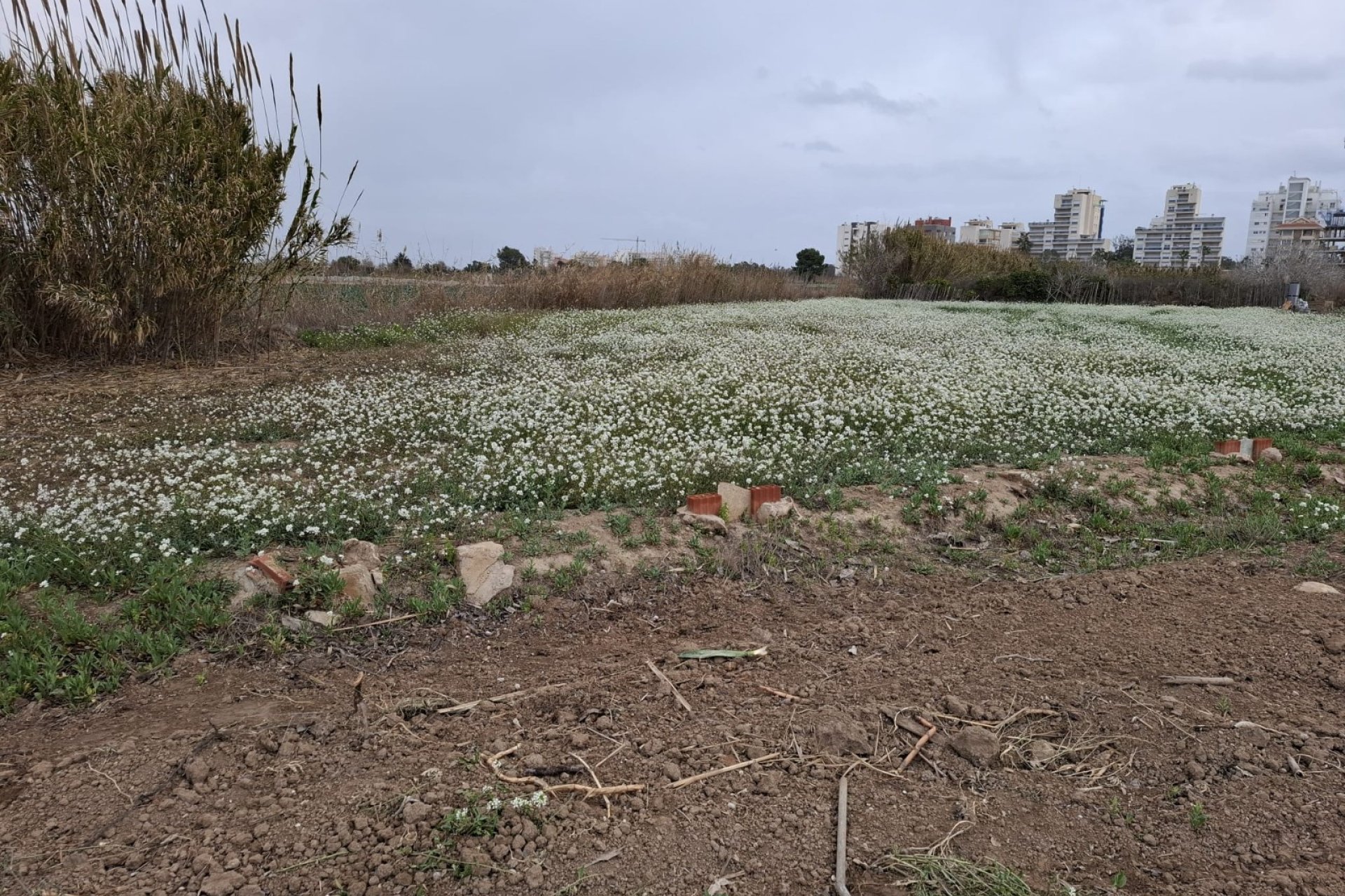 Reventa - Parcela / Terreno - Guardamar del Segura
