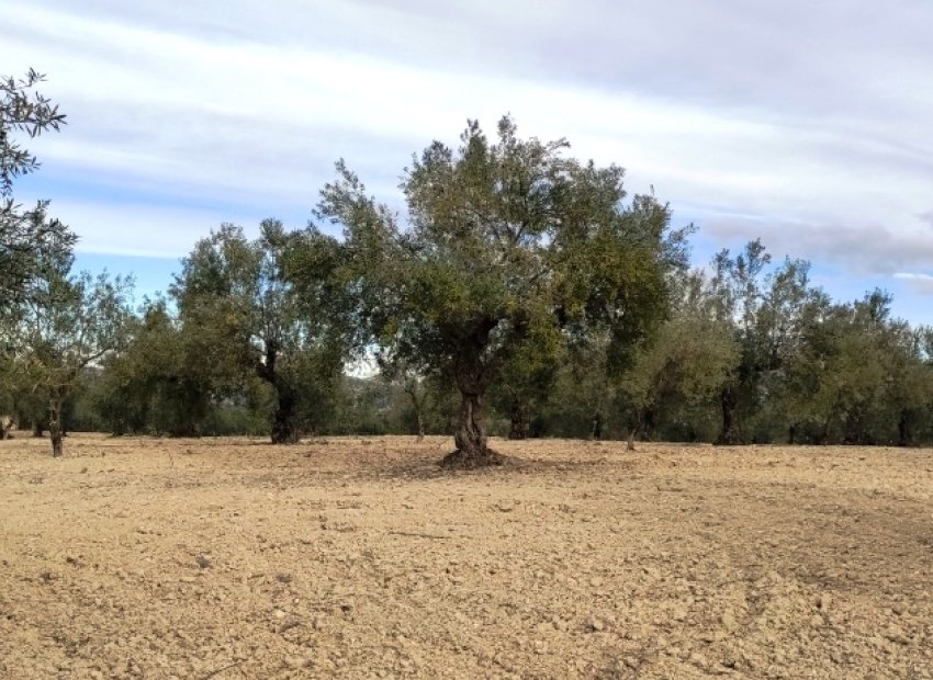 Reventa - Parcela / Terreno - Penáguila
