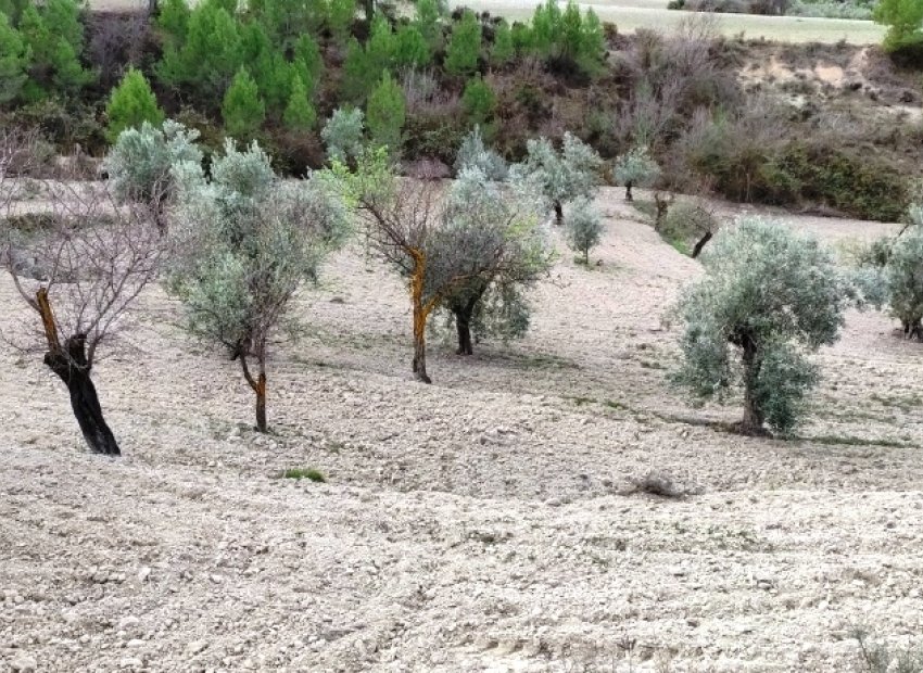 Reventa - Parcela / Terreno - Penáguila