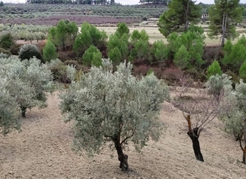 Reventa - Parcela / Terreno - Penáguila