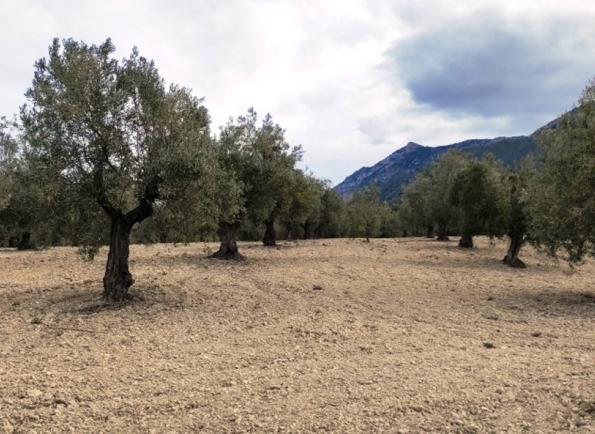 Reventa - Parcela / Terreno - Penáguila