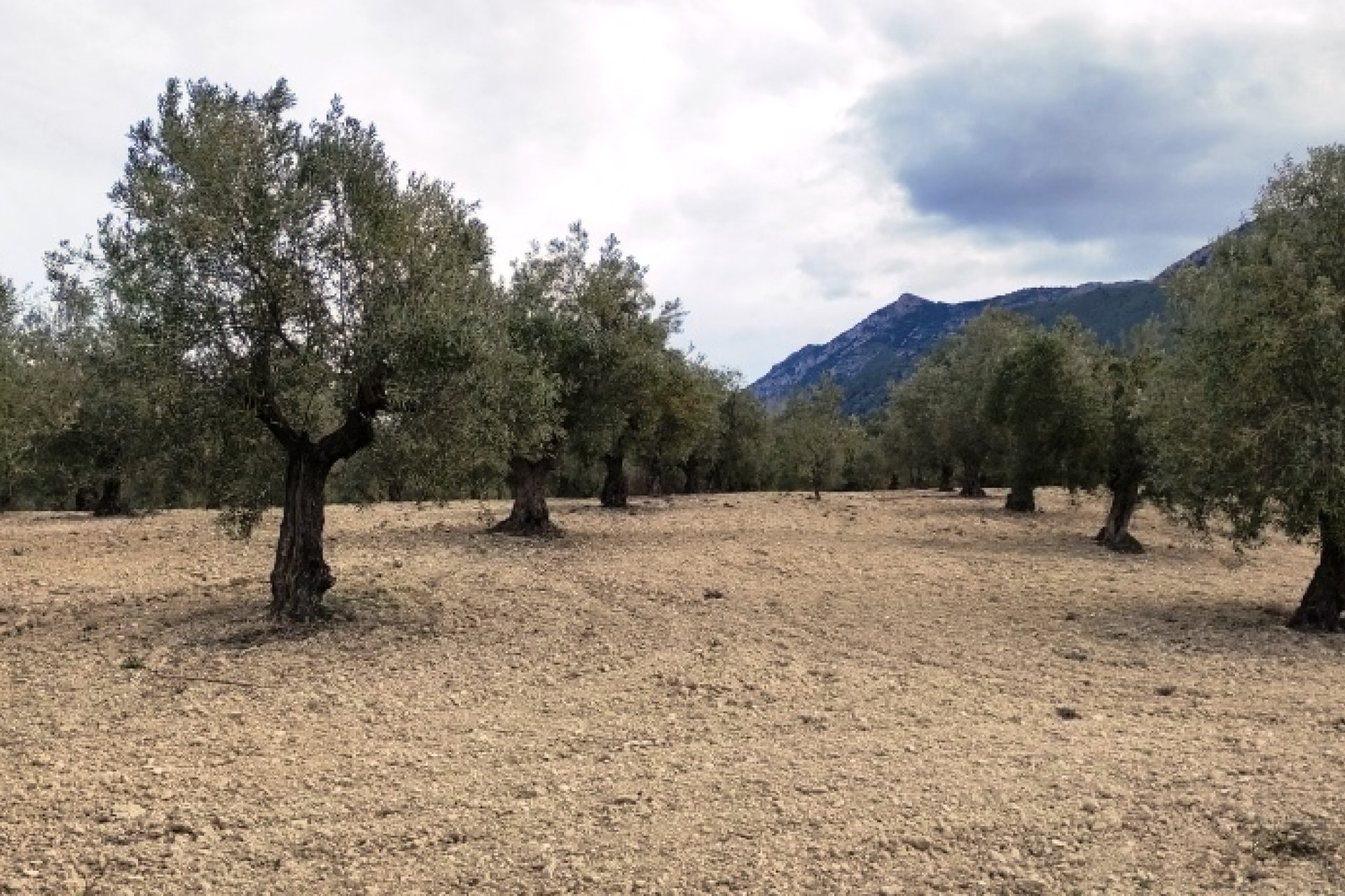 Reventa - Parcela / Terreno - Penáguila