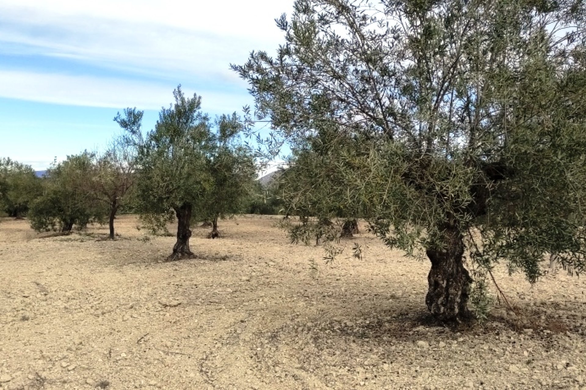 Reventa - Parcela / Terreno - Penáguila