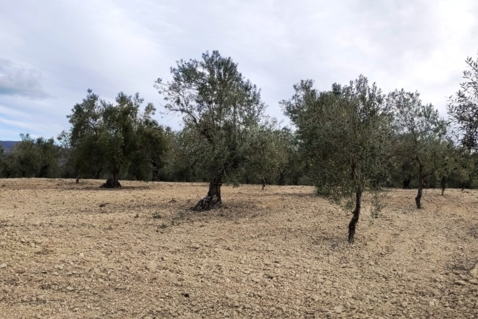 Reventa - Parcela / Terreno - Penáguila
