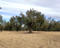Reventa - Parcela / Terreno - Penáguila