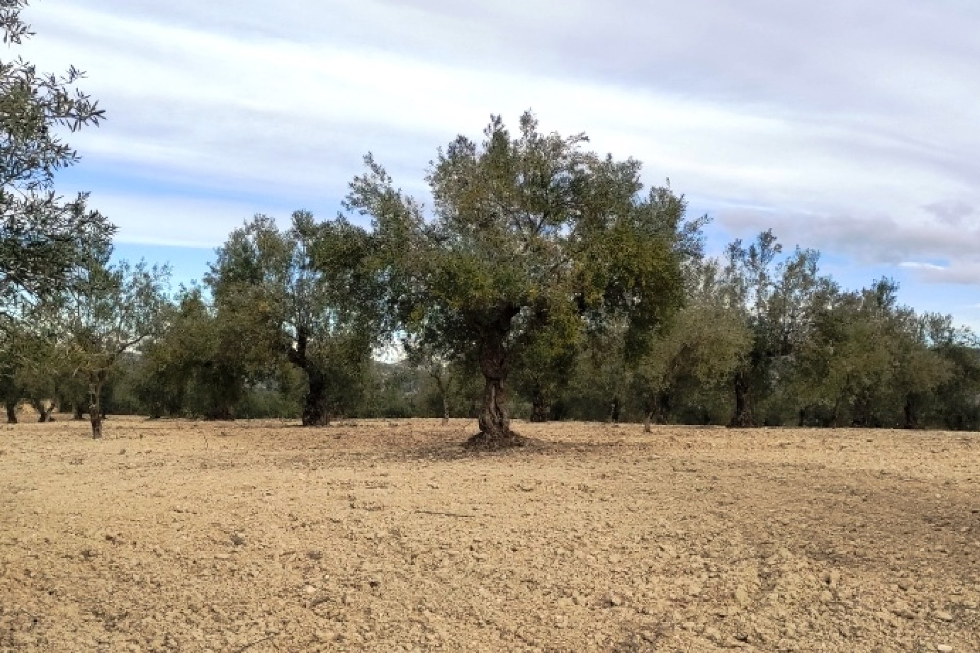 Reventa - Parcela / Terreno - Penáguila