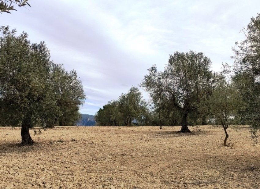 Reventa - Parcela / Terreno - Penáguila