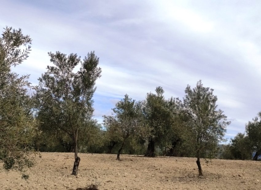Reventa - Parcela / Terreno - Penáguila