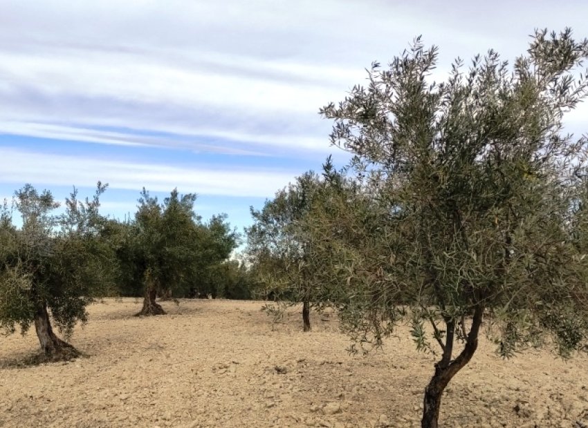 Reventa - Parcela / Terreno - Penáguila