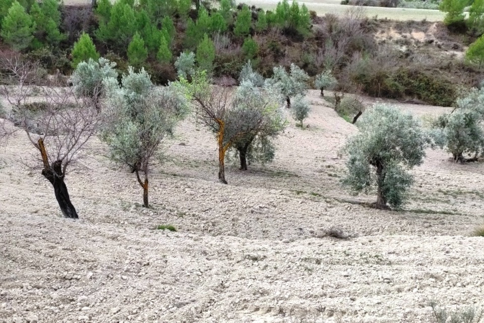 Reventa - Parcela / Terreno - Penáguila