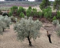 Reventa - Parcela / Terreno - Penáguila