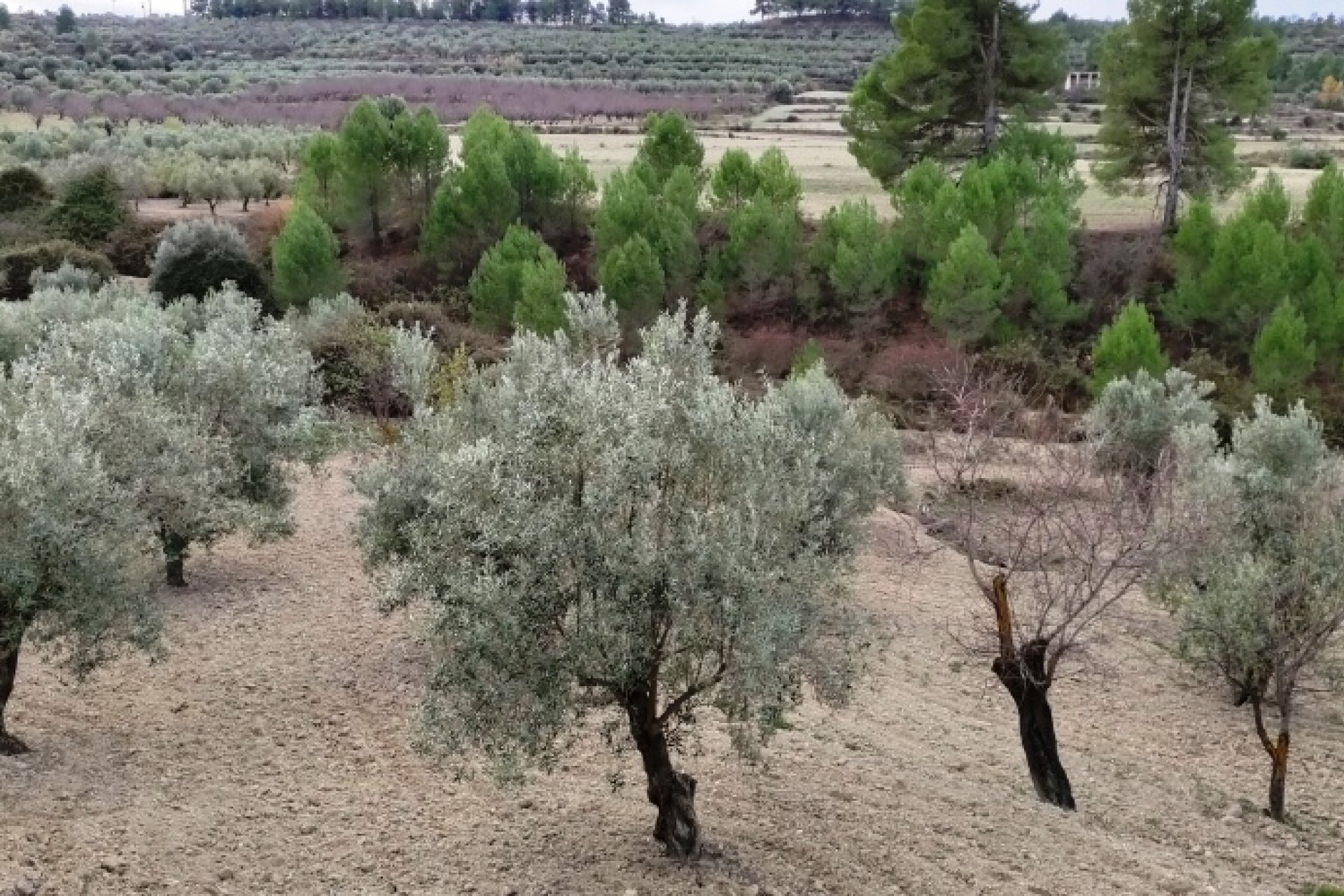 Reventa - Parcela / Terreno - Penáguila