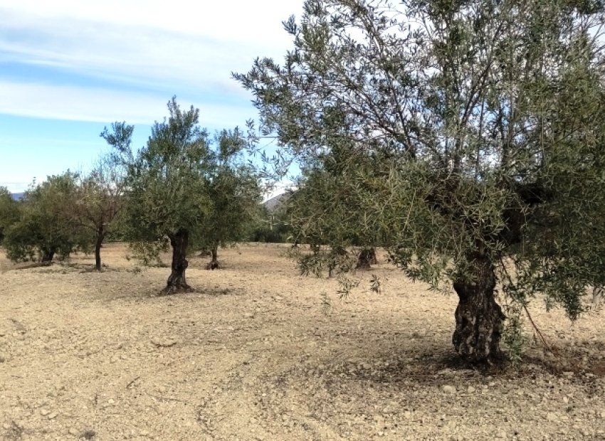 Reventa - Parcela / Terreno - Penáguila