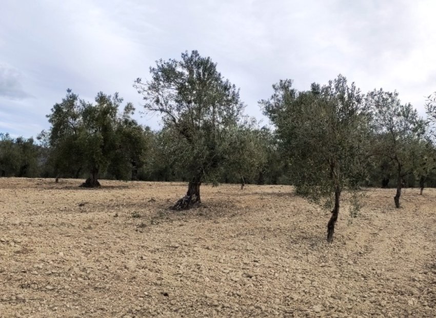 Reventa - Parcela / Terreno - Penáguila