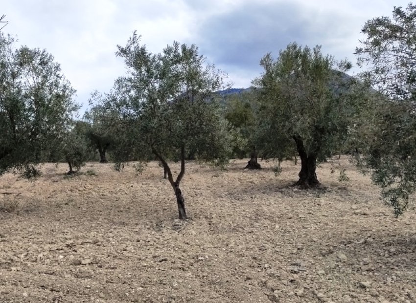 Reventa - Parcela / Terreno - Penáguila