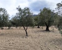 Reventa - Parcela / Terreno - Penáguila