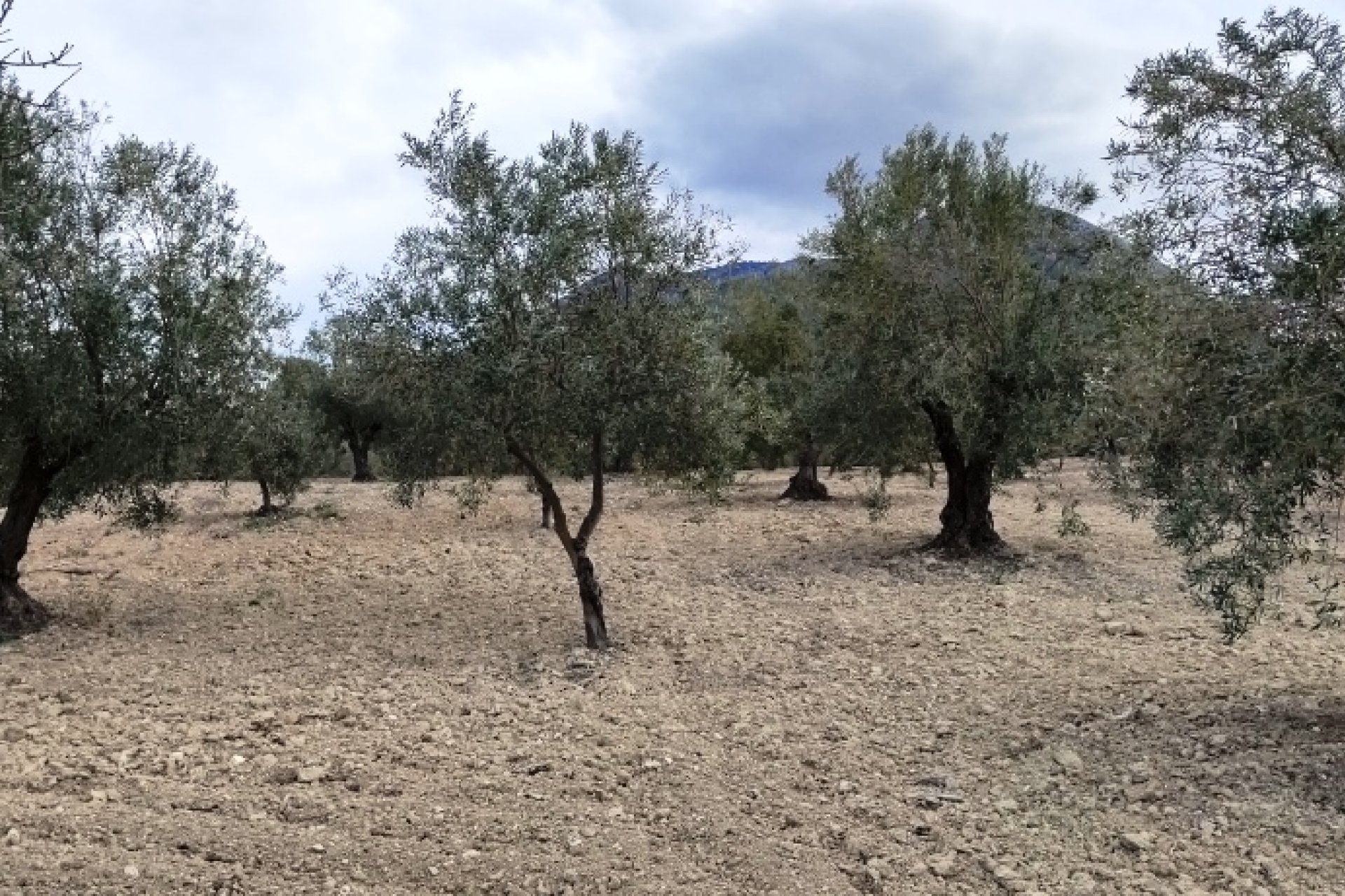 Reventa - Parcela / Terreno - Penáguila