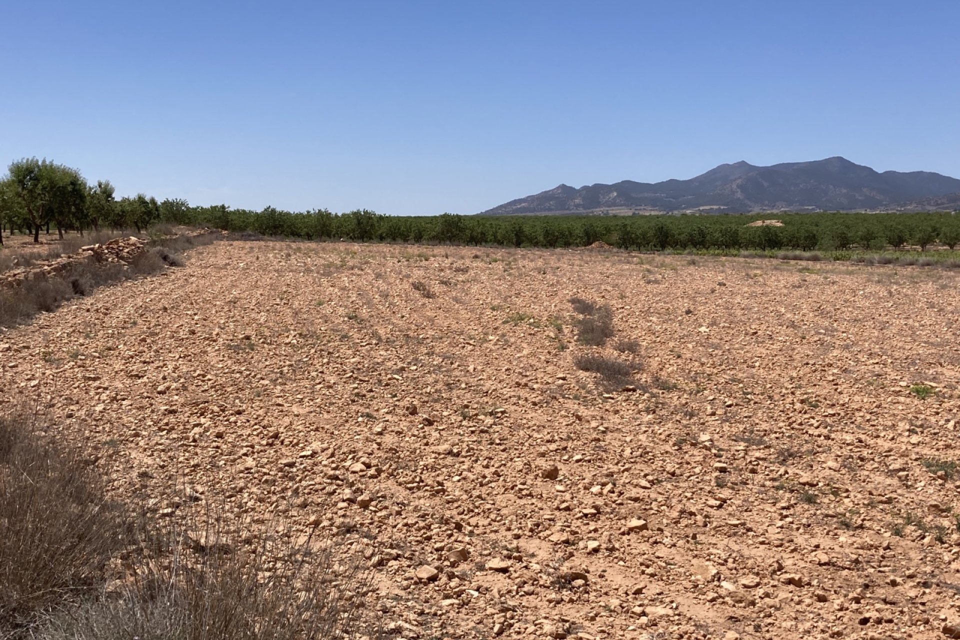Reventa - Parcela / Terreno - Pinoso - Lel