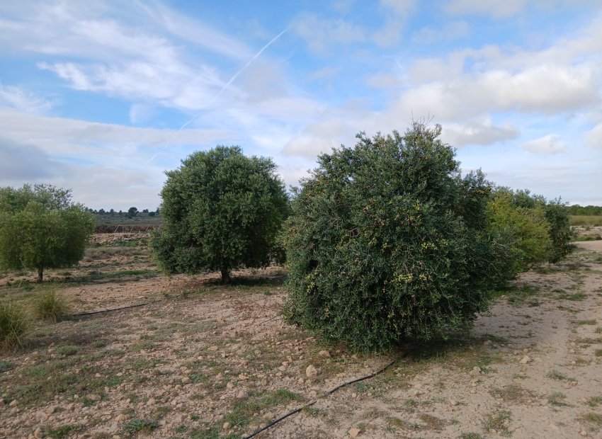 Reventa - Parcela / Terreno - Yecla