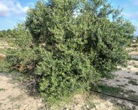 Reventa - Parcela / Terreno - Yecla