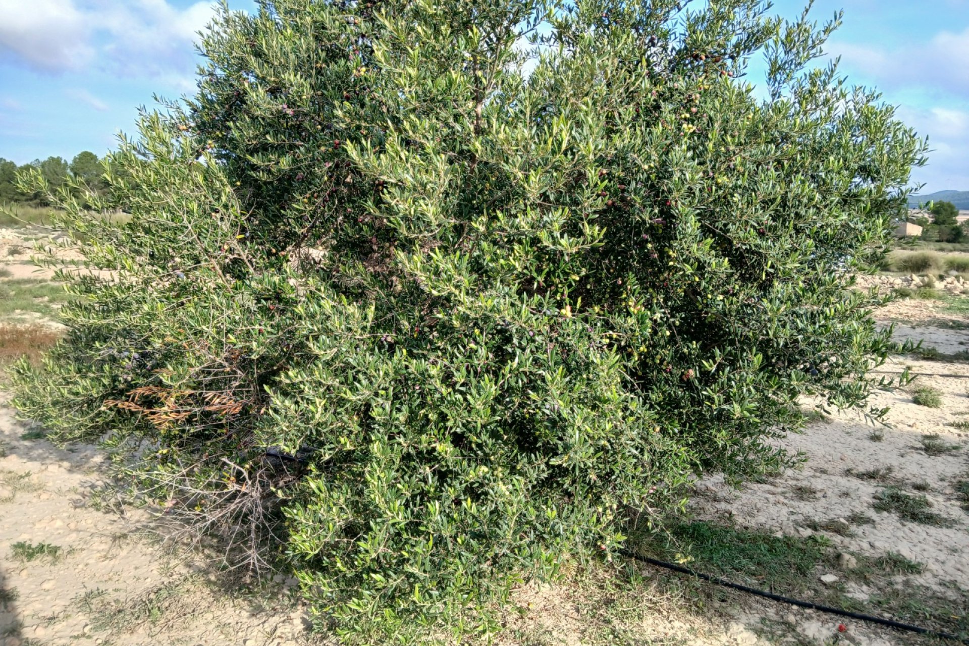 Reventa - Parcela / Terreno - Yecla