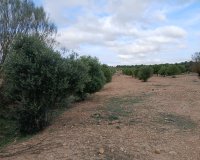 Reventa - Parcela / Terreno - Yecla