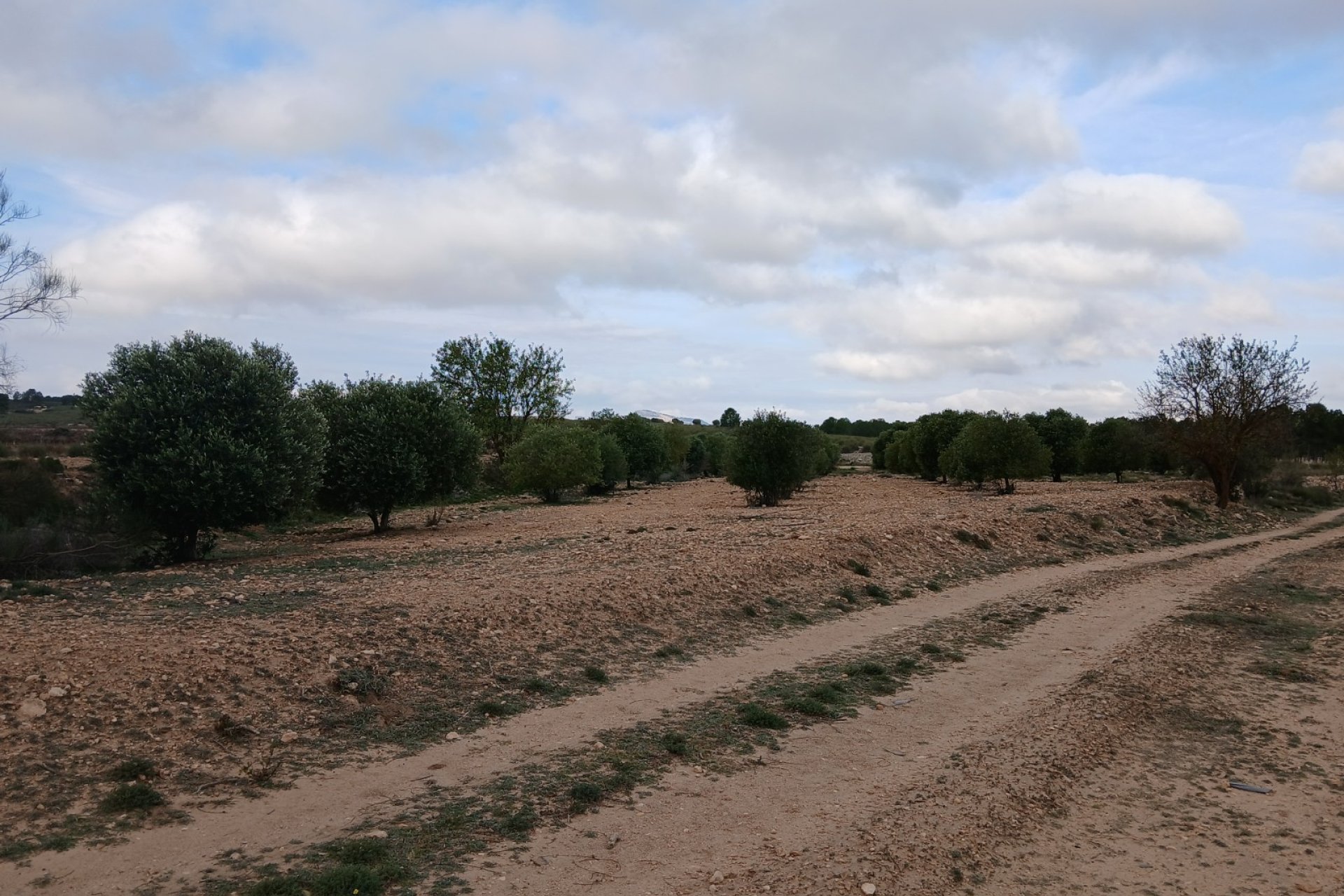 Reventa - Parcela / Terreno - Yecla