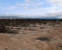 Reventa - Parcela / Terreno - Yecla