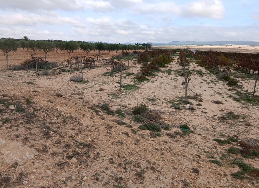 Reventa - Parcela / Terreno - Yecla