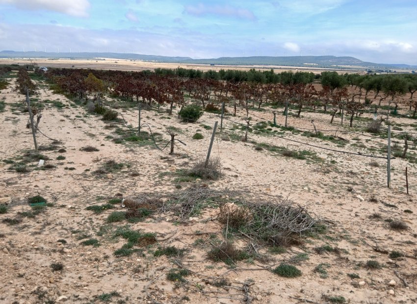 Reventa - Parcela / Terreno - Yecla