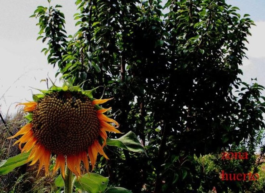 Reventa - Villa - Gea Truyols - Gea y Trujols