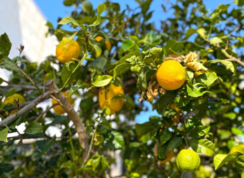 Reventa - Villa - Orihuela Costa - Villamartín