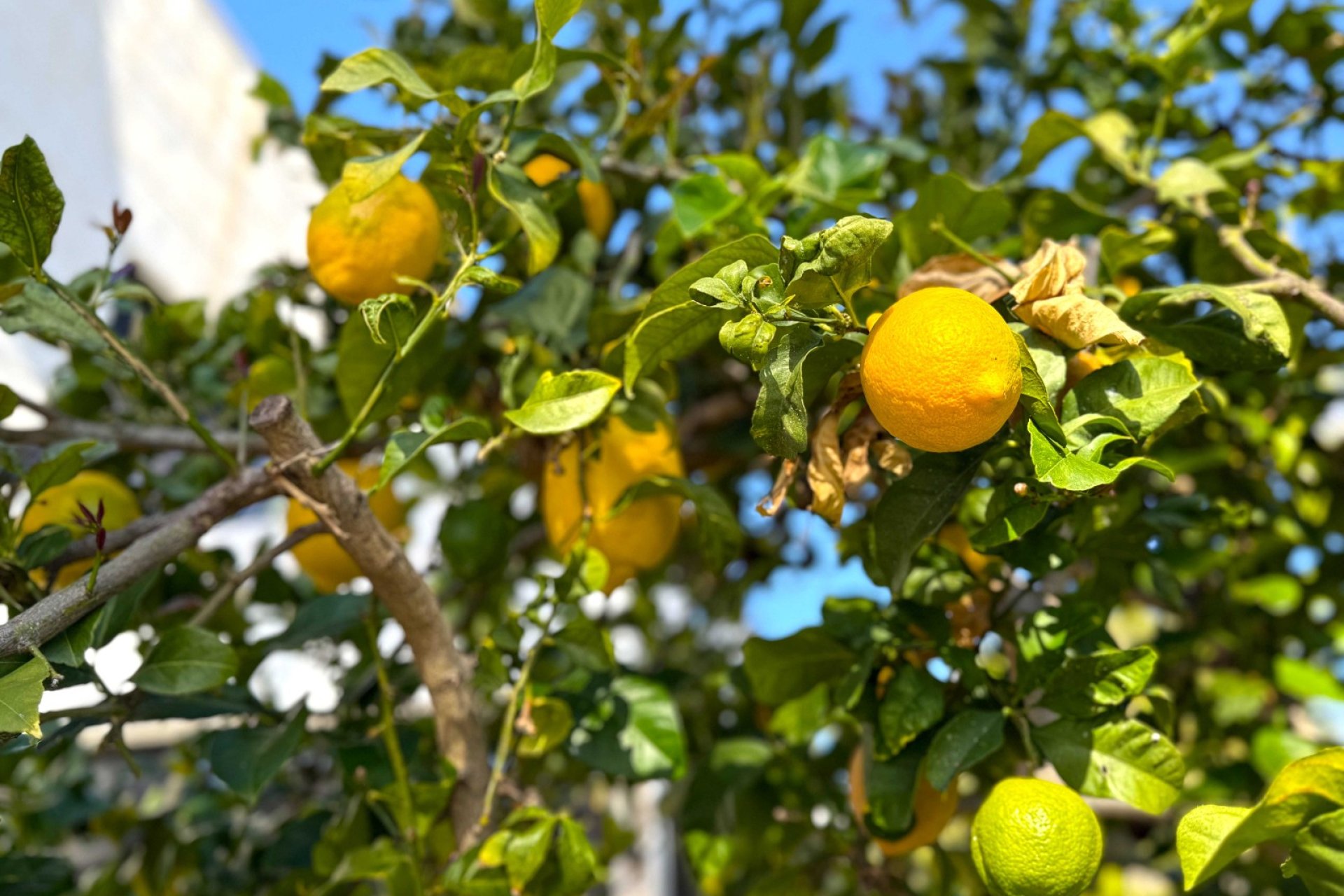 Reventa - Villa - Orihuela Costa - Villamartín