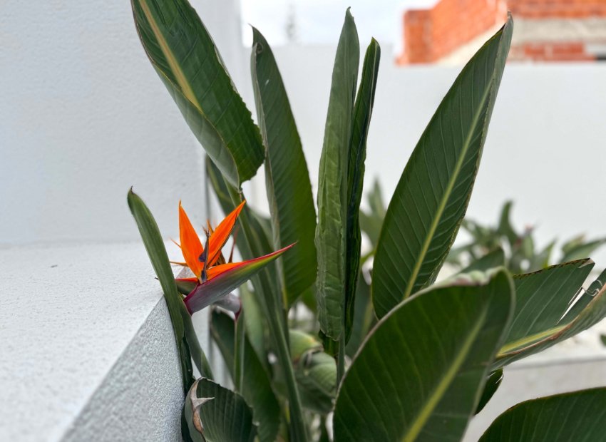 Reventa - Villa - Torrevieia - Los Balcones