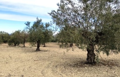 Reventa - Parcela / Terreno - Penáguila