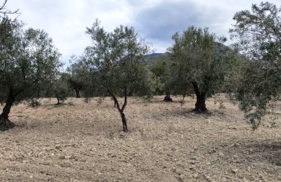 Reventa - Parcela / Terreno - Penáguila