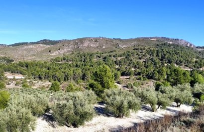 Herverkoop - Perceel / Grond - Planes