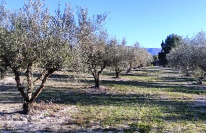 Herverkoop - Perceel / Grond - Planes