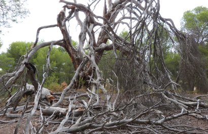 Reventa - Country House - Ibi - Ibi - Country