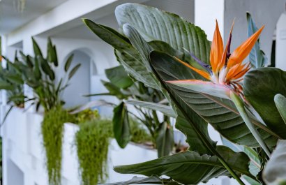 Resale - Apartment / flat - Marbella - Los Monteros