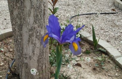 Reventa - Country House - Crevillente