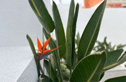 Resale - Villa - Torrevieia - Los Balcones