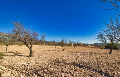 Reventa - Country House - Pinoso