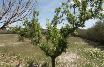 Herverkoop - Villa - Villena