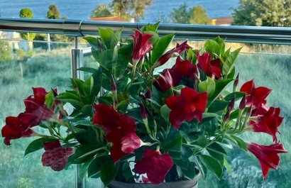 Herverkoop - Appartement / flat - Calpe