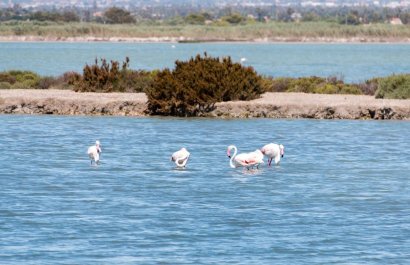 Resale - Apartment / flat - Torrevieia - La Mata